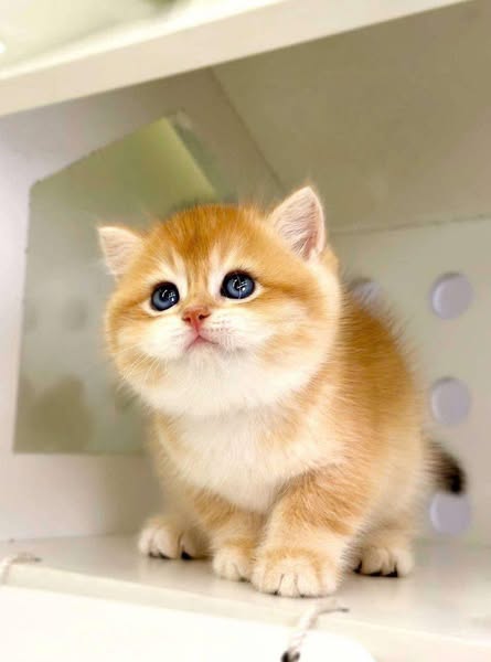 British Shorthair