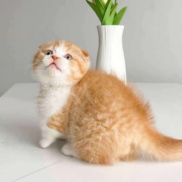 Munchkin Fold