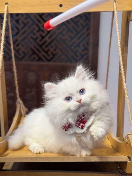 Munchkin Longhair