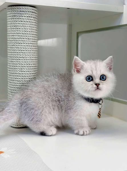 Munchkin