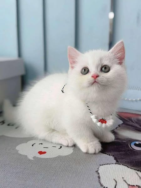 Munchkin