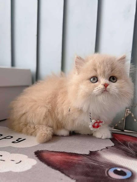 Munchkin Longhair