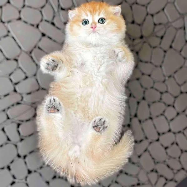 Scottish Fold