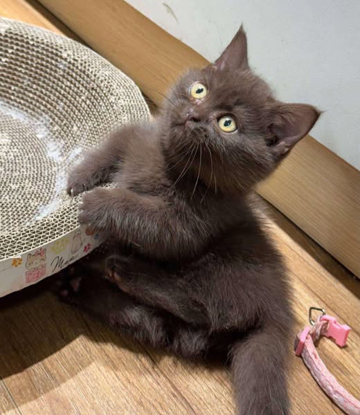 Munchkin