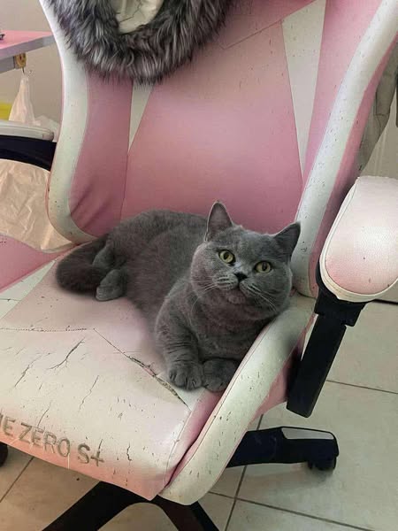 Munchkin