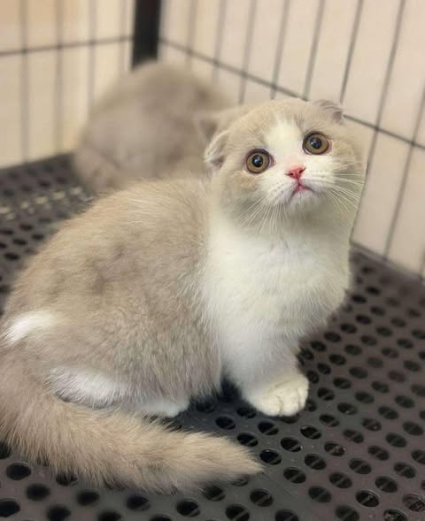 Munchkin Fold
