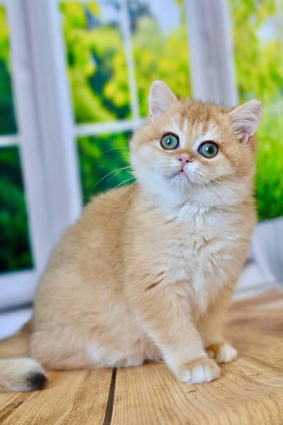 British Shorthair