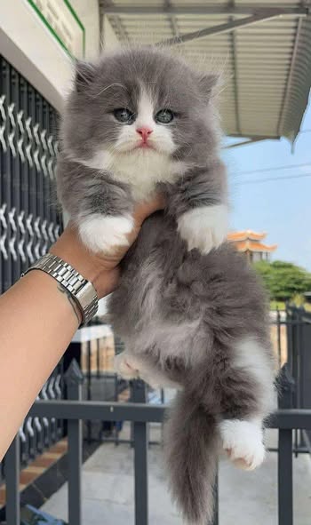 Munchkin Longhair