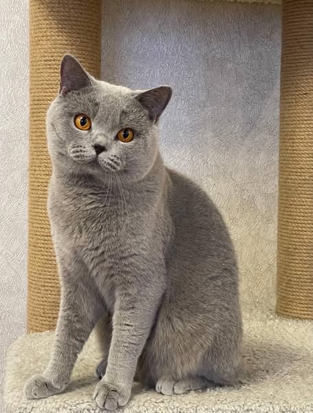 British Shorthair