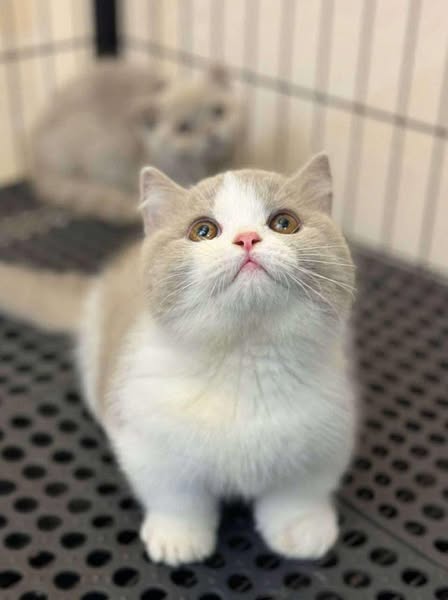 Munchkin