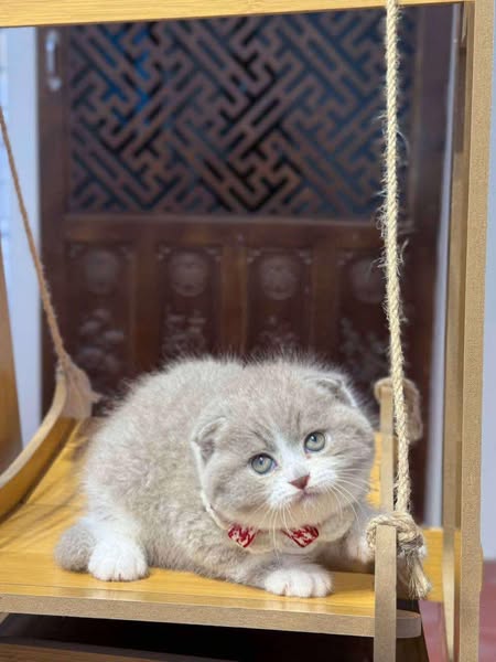 Scottish Fold