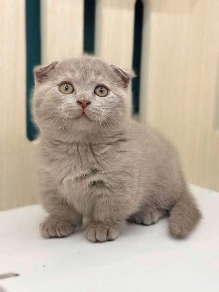 Munchkin Fold