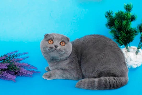 Scottish Fold
