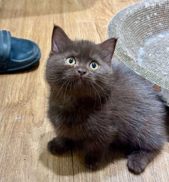 Munchkin