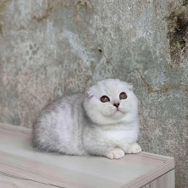 Munchkin Fold