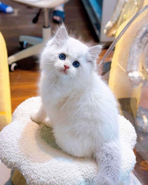 Ragdoll
