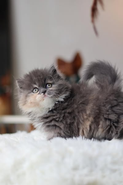 Munchkin Longhair