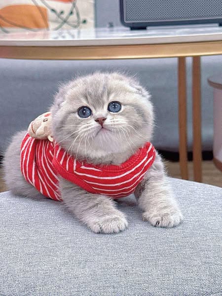 Scottish Fold