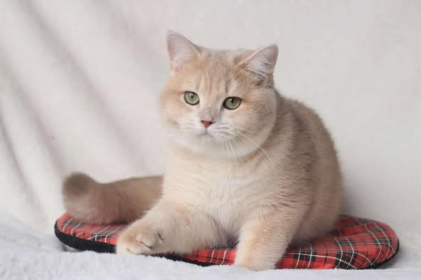 British Shorthair