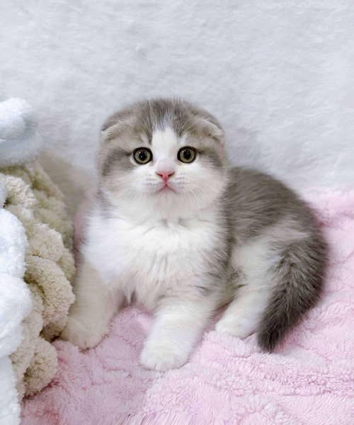 Scottish Fold