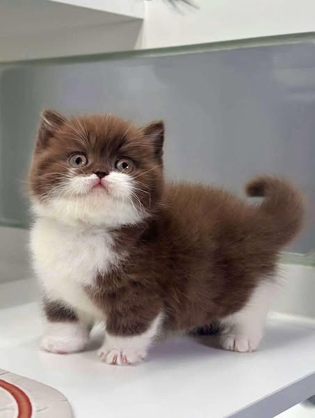 Munchkin