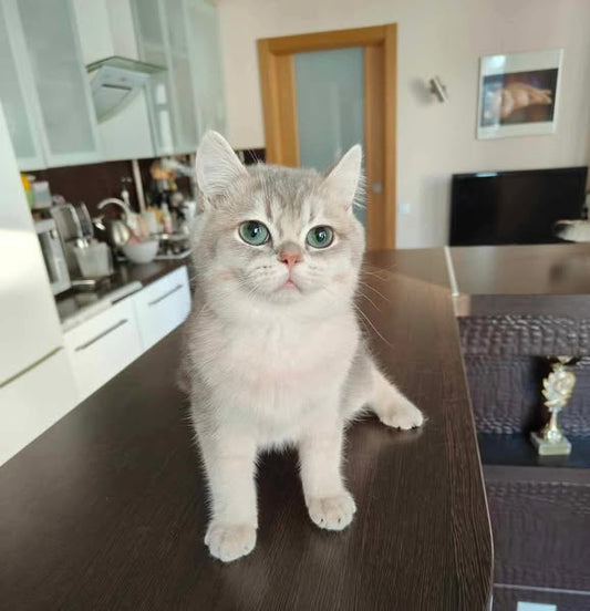British Shorthair