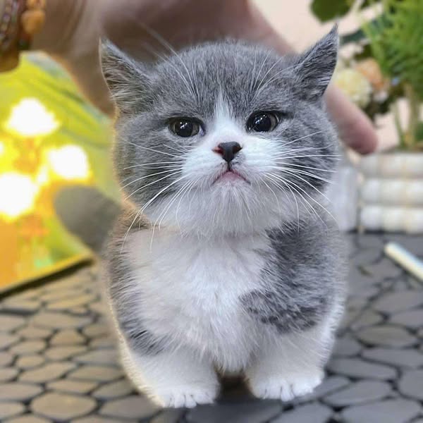 Munchkin
