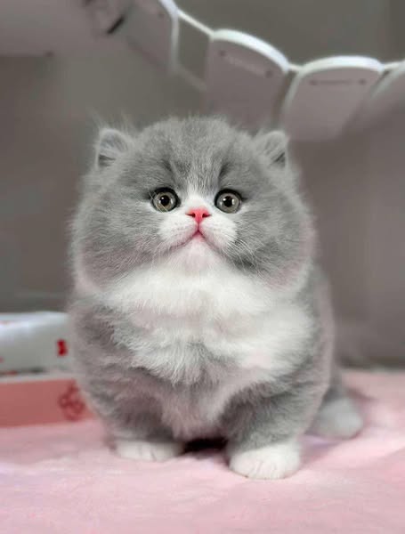 Munchkin Longhair