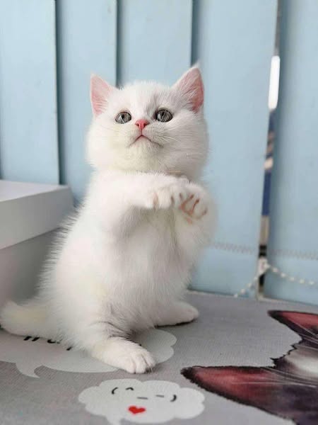 Munchkin