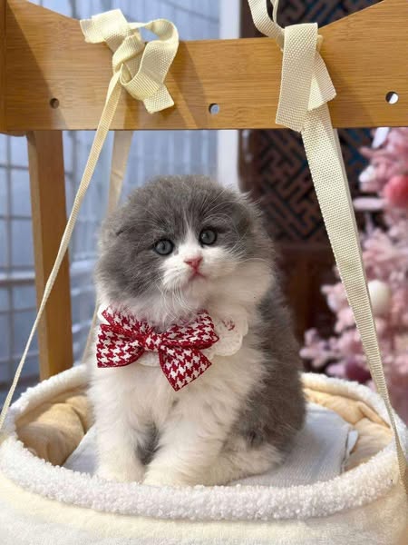 Scottish Fold Longhair