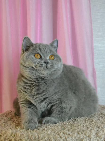 British Shorthair