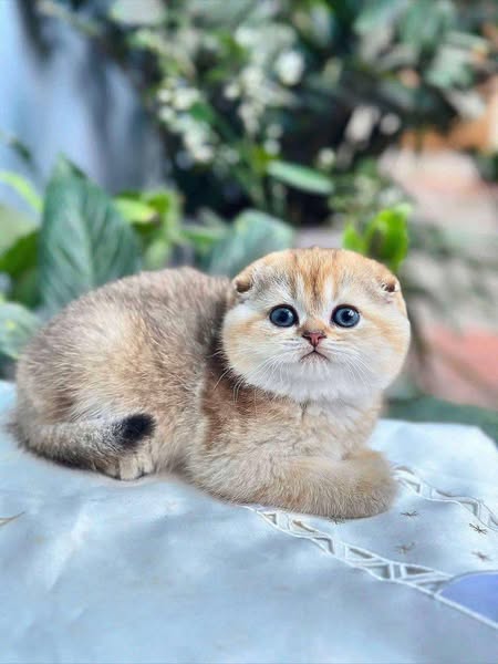 Scottish Fold