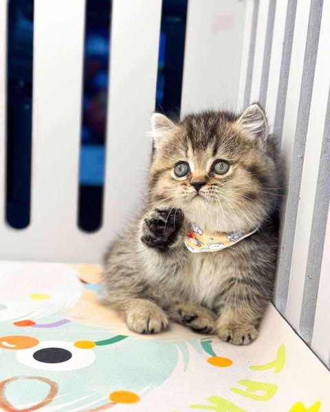 Munchkin