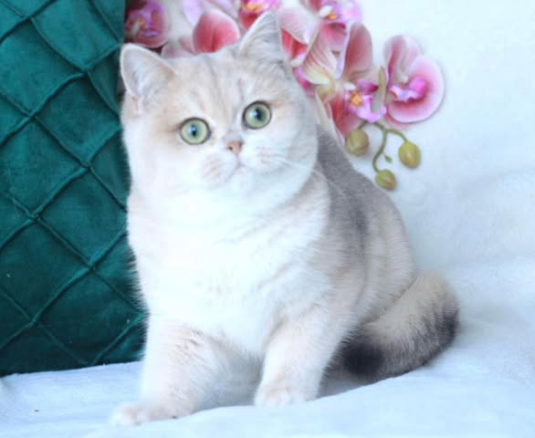 British Shorthair