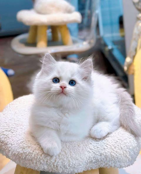Ragdoll