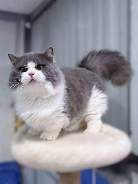 Munchkin Longhair