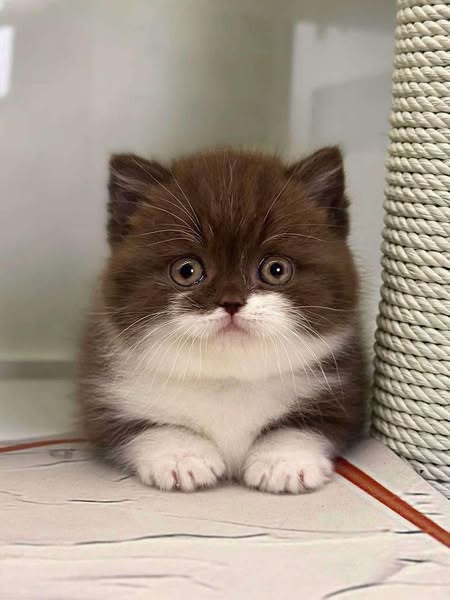 Munchkin