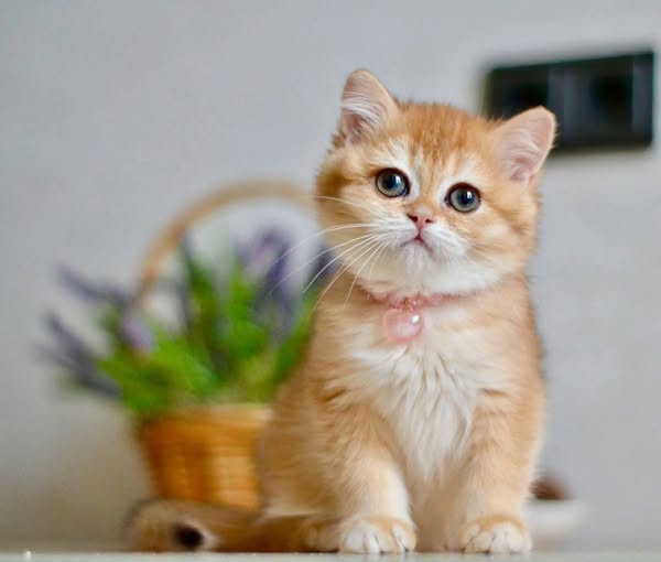 British Shorthair