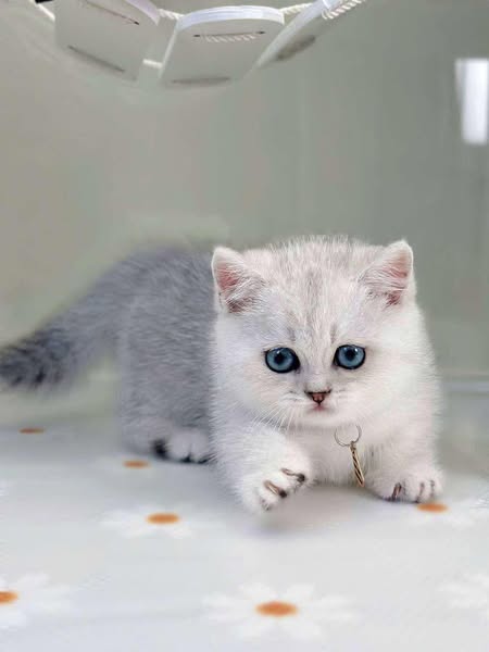 Munchkin