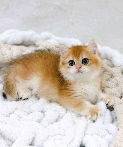 British Shorthair
