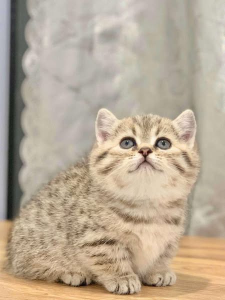 Munchkin