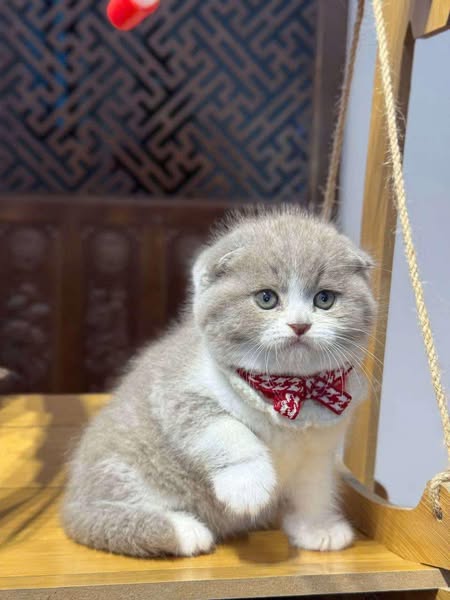 Scottish Fold