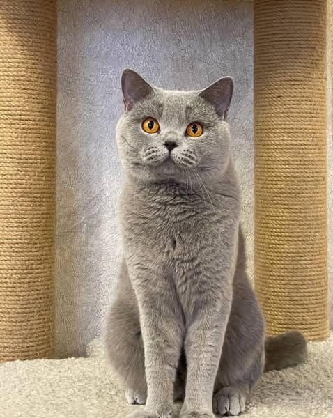 British Shorthair