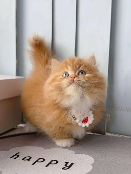 Munchkin Longhair