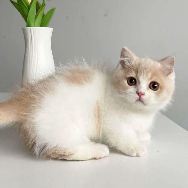 Munchkin