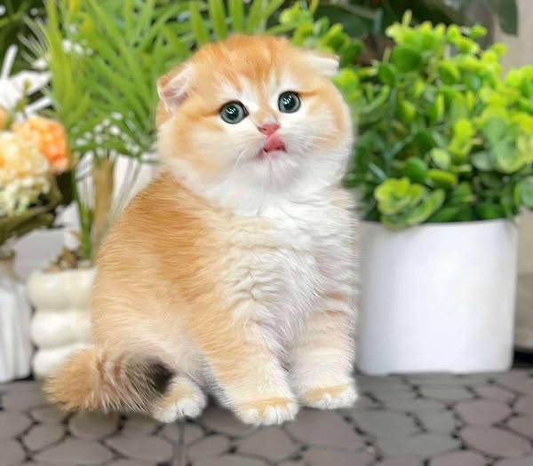Scottish Fold