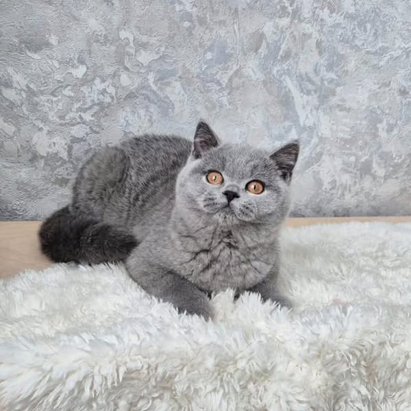 British Shorthair