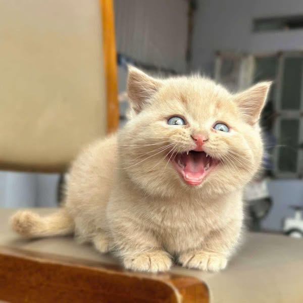Munchkin