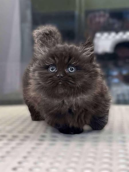 Munchkin Longhair