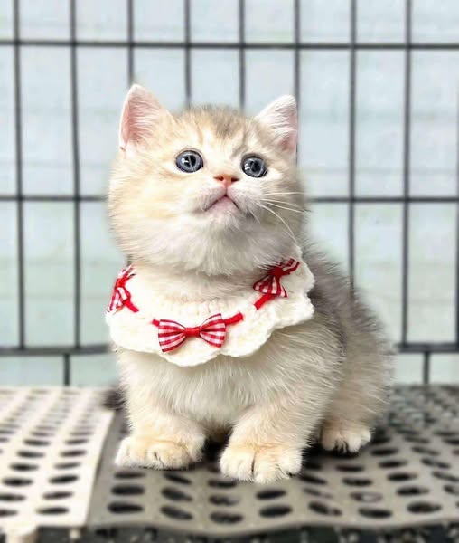 Munchkin